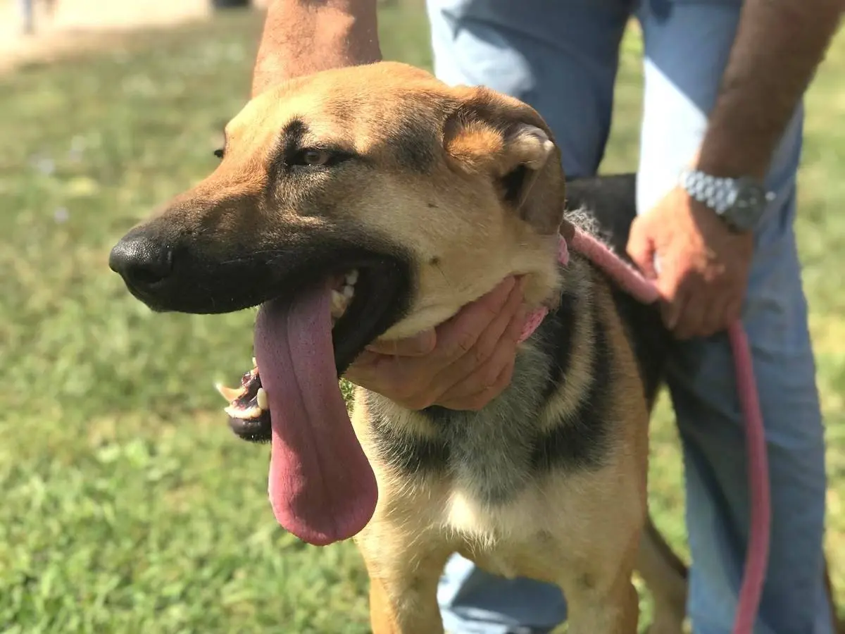 Adozione cane, maschio, Pastore tedesco, 4 anni e 8 mesi, taglia media, Latina