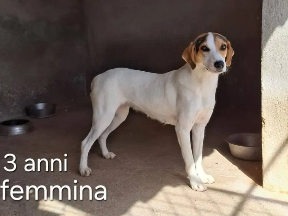 Adotta un cane, femmina, 4 anni e 5 mesi, Brescia