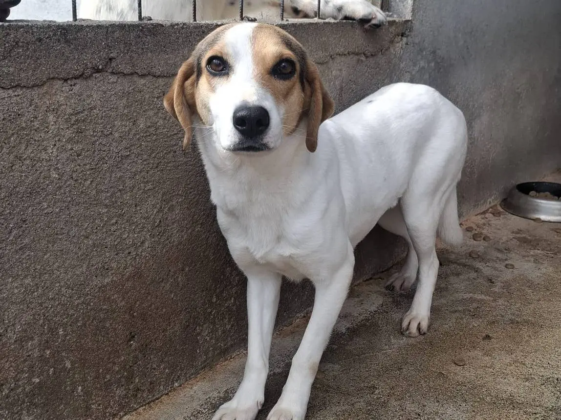 Adotta un cane, taglia media, femmina, Brescia