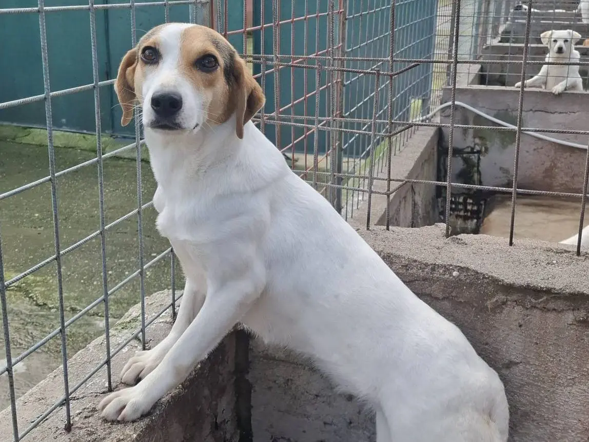 Vuoi adottare un cane a Brescia?