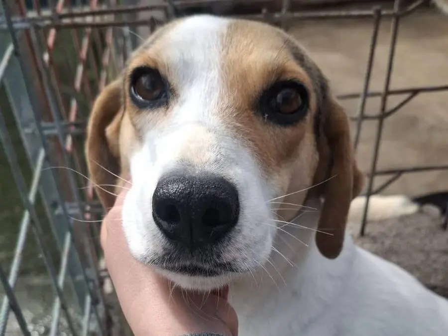 Adozione cane, femmina, Razza sconosciuta Razza sconosciuta, 4 anni e 5 mesi, taglia media, Brescia