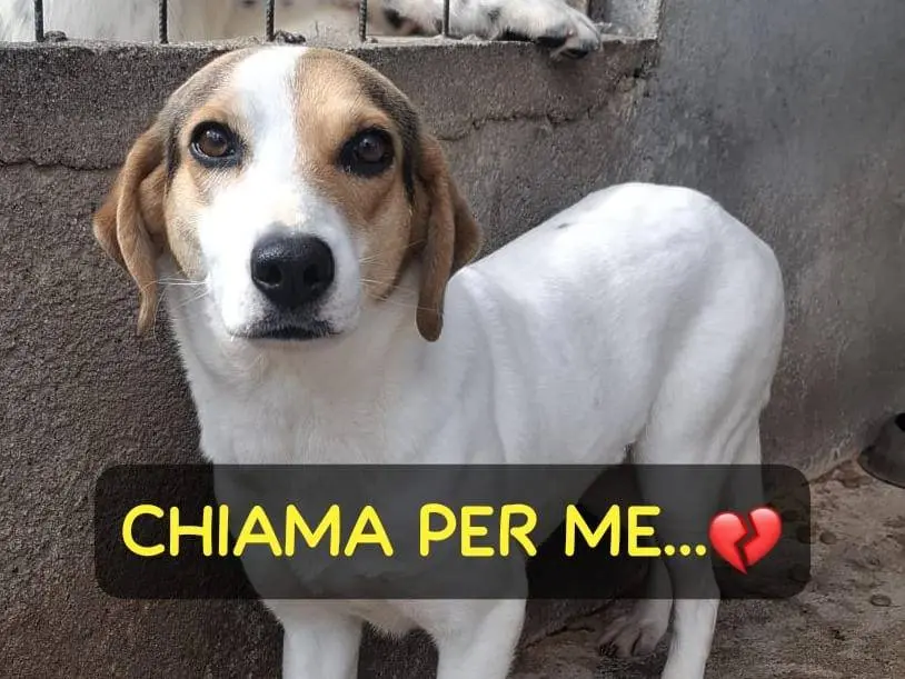 Adotta il cane Brenda a Brescia