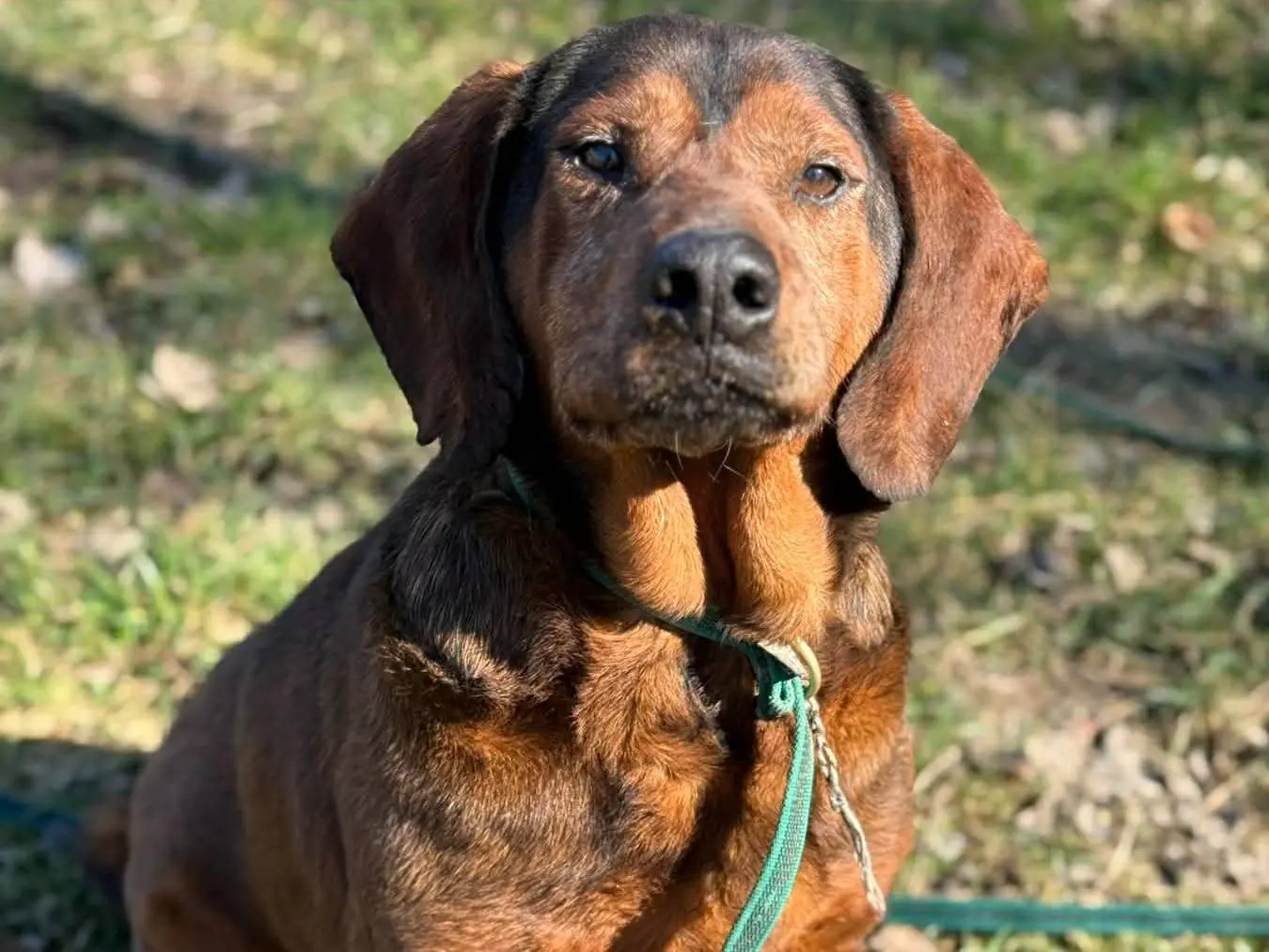 Adotta un cane, maschio, 10 anni e 8 mesi, Firenze