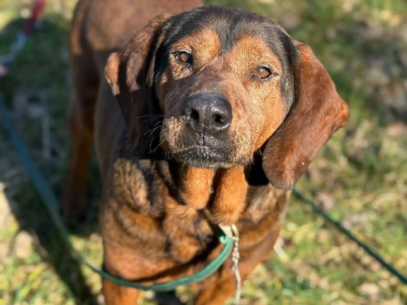 Adozione cane, maschio, Razza sconosciuta Razza sconosciuta, 10 anni e 8 mesi, taglia media contenuta, Firenze