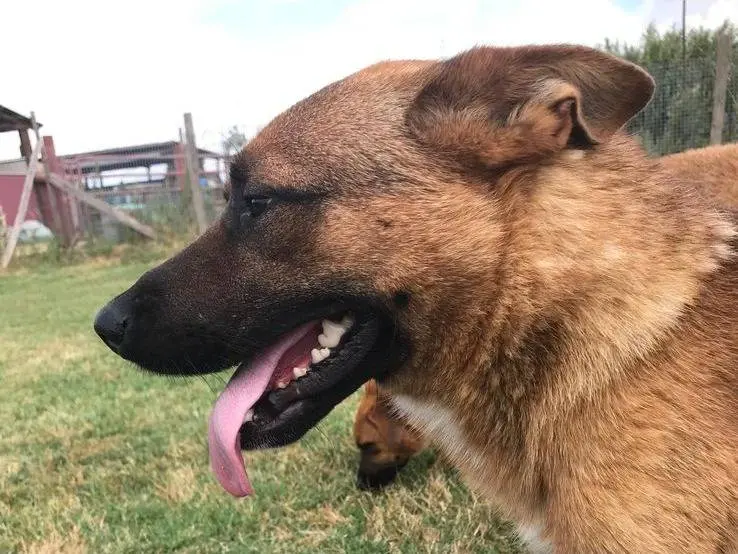 Adotta un cane, maschio, 3 anni e 11 mesi, Latina