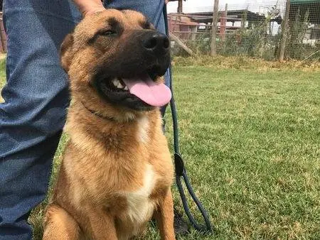 Vuoi adottare un cane a Latina?