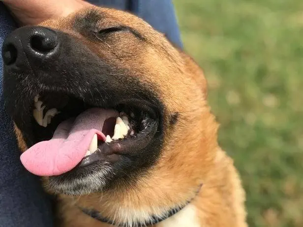 Adozione cane, maschio, Pastore tedesco Razza sconosciuta, 3 anni e 11 mesi, taglia media contenuta, Latina