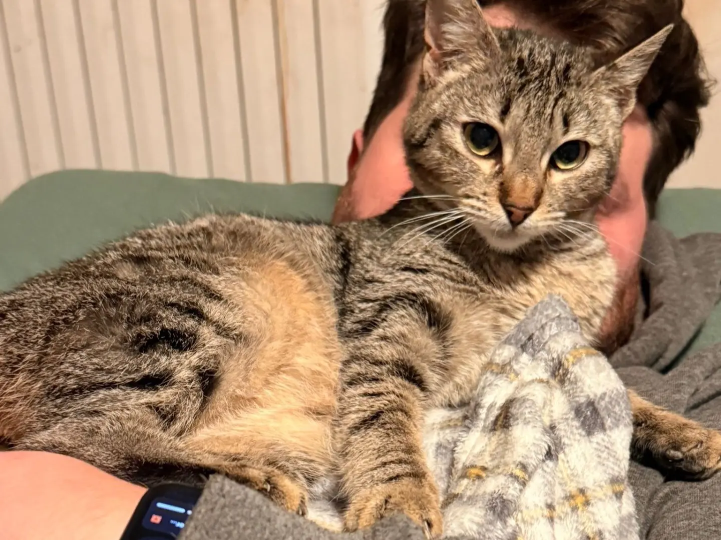 Adozione gatto, femmina, Razza sconosciuta Razza sconosciuta, 1 anno e 7 mesi, taglia non valida, Taranto