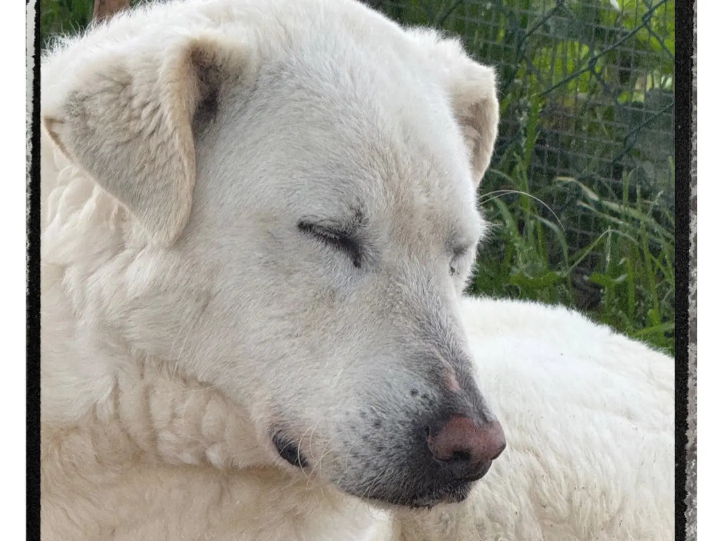 Adotta un cane, maschio, 9 anni e 5 mesi, Roma