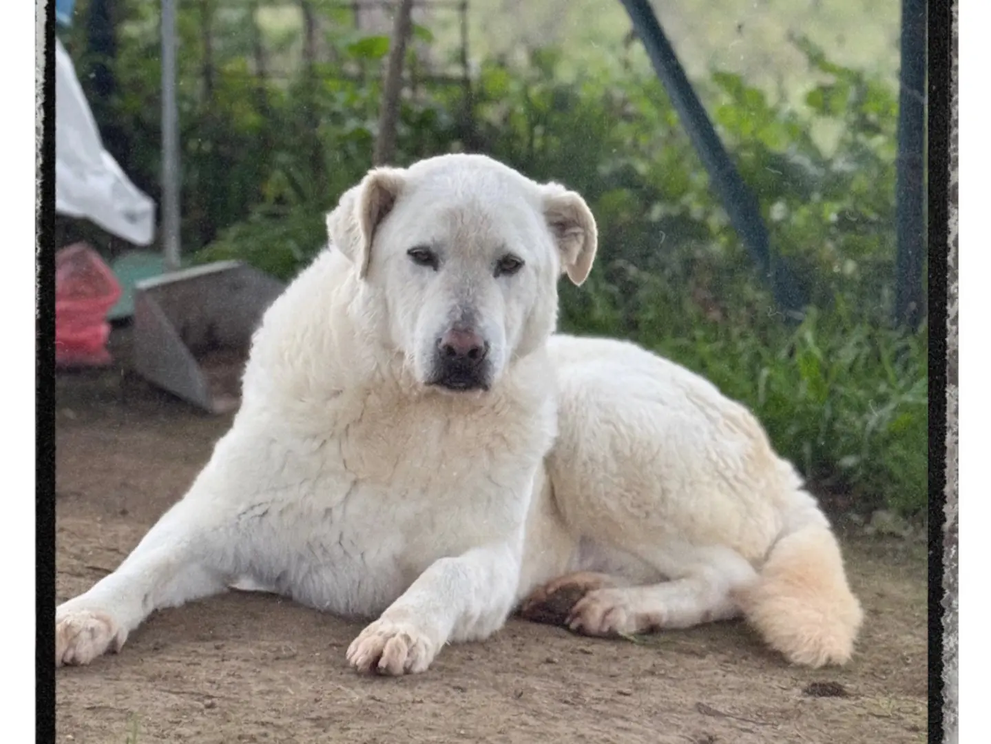 Adozione cane, maschio, Pastore maremmano Razza sconosciuta, 9 anni e 5 mesi, taglia grande, Roma