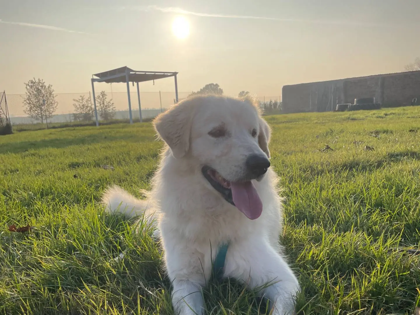 Adozione cane, maschio, Pastore maremmano Golden Retriever, 4 anni e 1 mese, taglia grande, Bologna