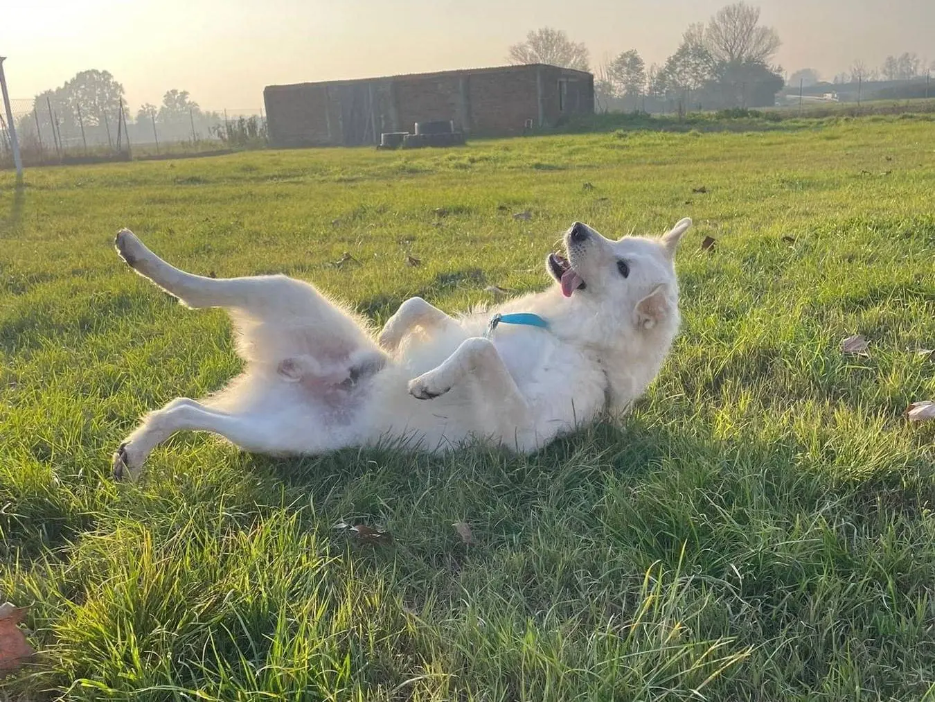 Adotta il cane Jago a Bologna