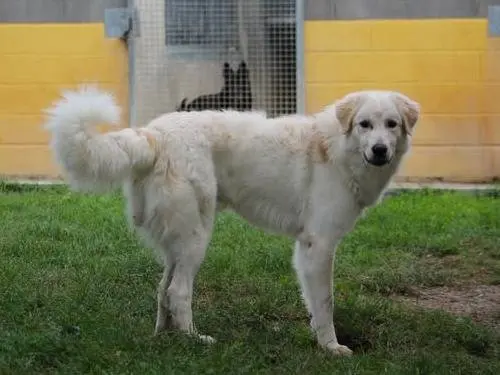Adotta un cane, maschio, 4 anni e 1 mese, Bologna