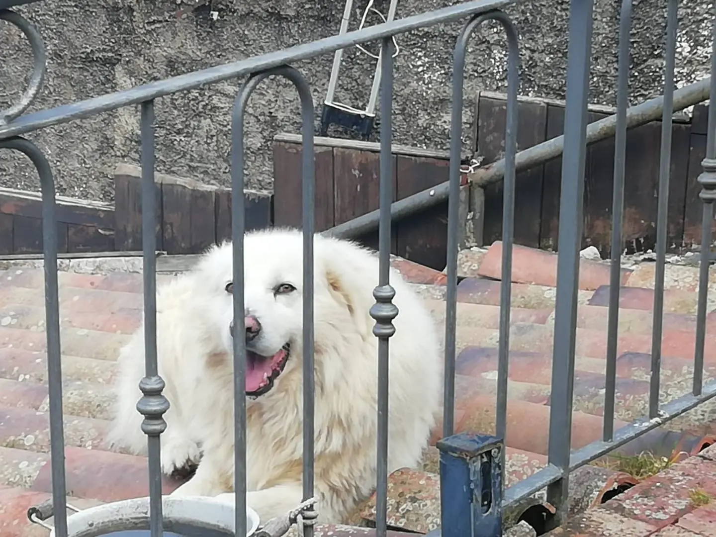 Adotta un cane, taglia gigante, maschio, Salerno