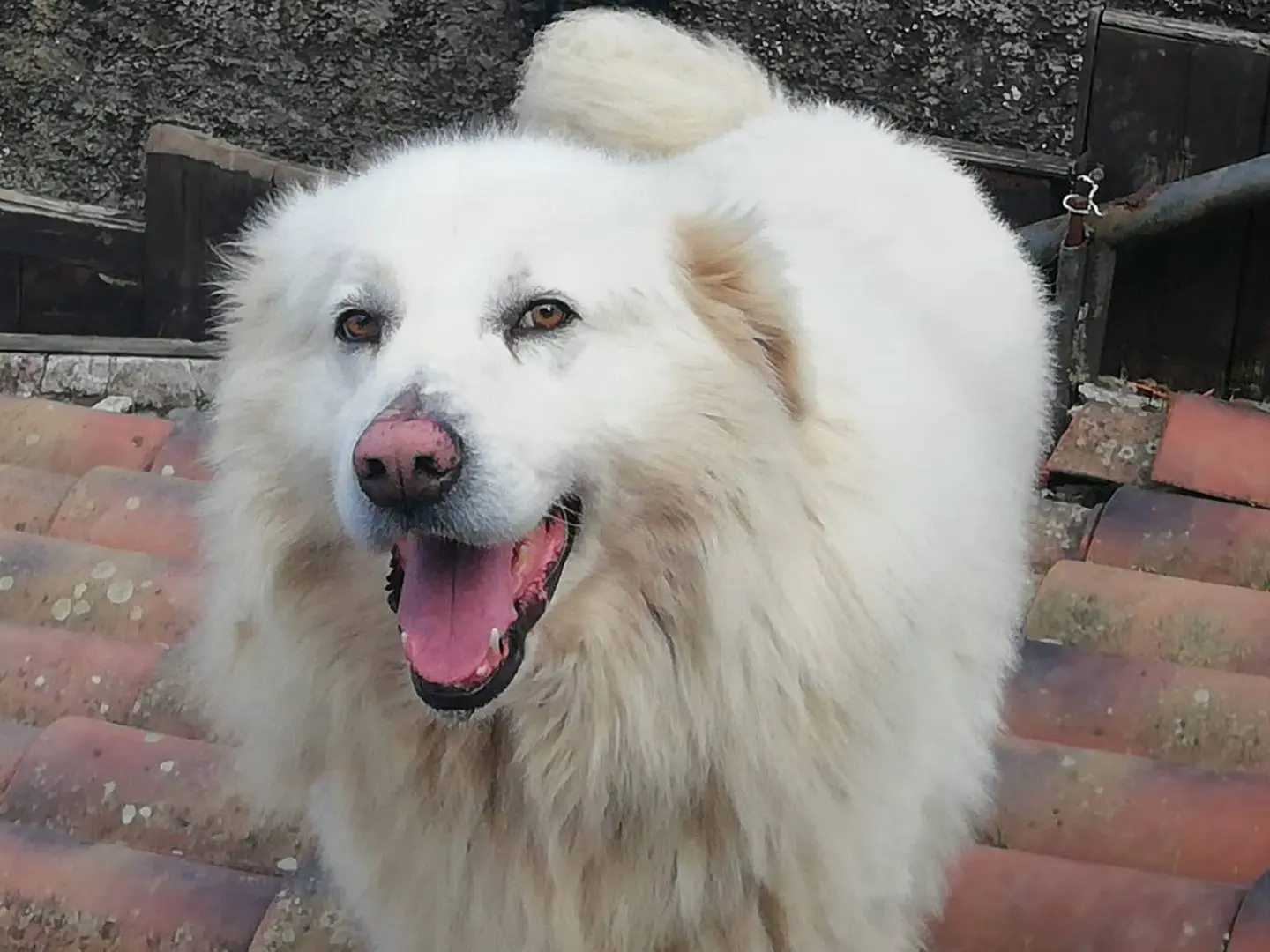 Adotta un cane, maschio, 8 anni e 6 mesi, Salerno