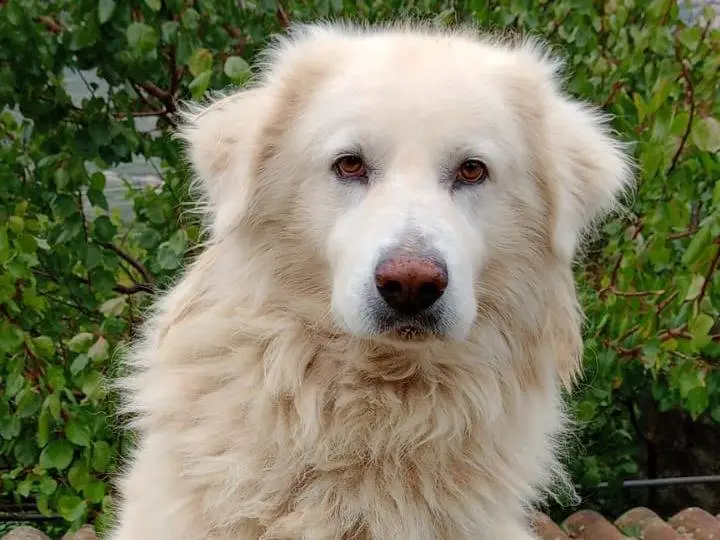 Adozione cane, maschio, Pastore maremmano Razza sconosciuta, 8 anni e 6 mesi, taglia gigante, Salerno
