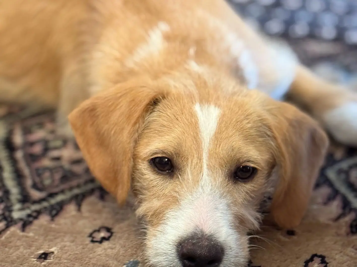 Adotta un cane, maschio, 1 anno e 8 mesi, Catania