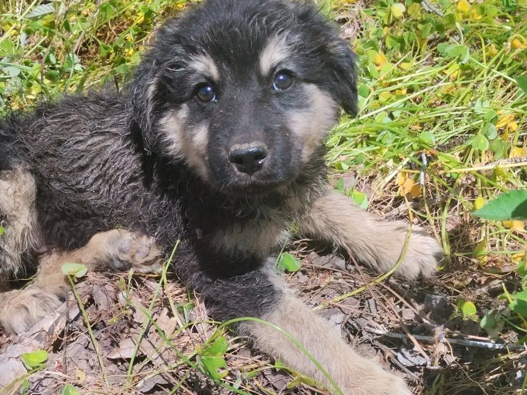 Adotta un cane, taglia media, maschio, Vibo