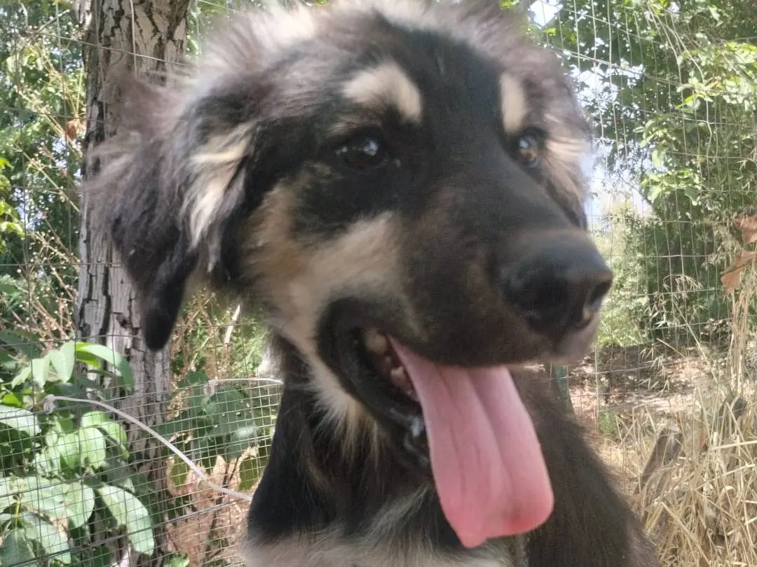 Adozione cane, maschio, Razza sconosciuta Razza sconosciuta, 9 mesi, taglia media, Vibo