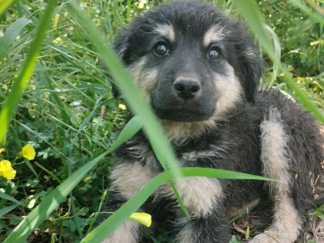 Adotta un cane, maschio, 9 mesi, Vibo