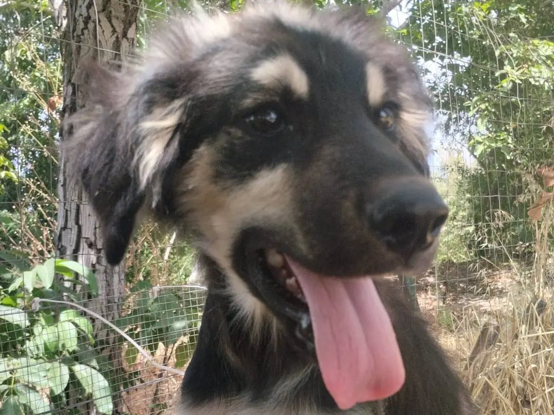 Adotta il cane ELIAN a Vibo