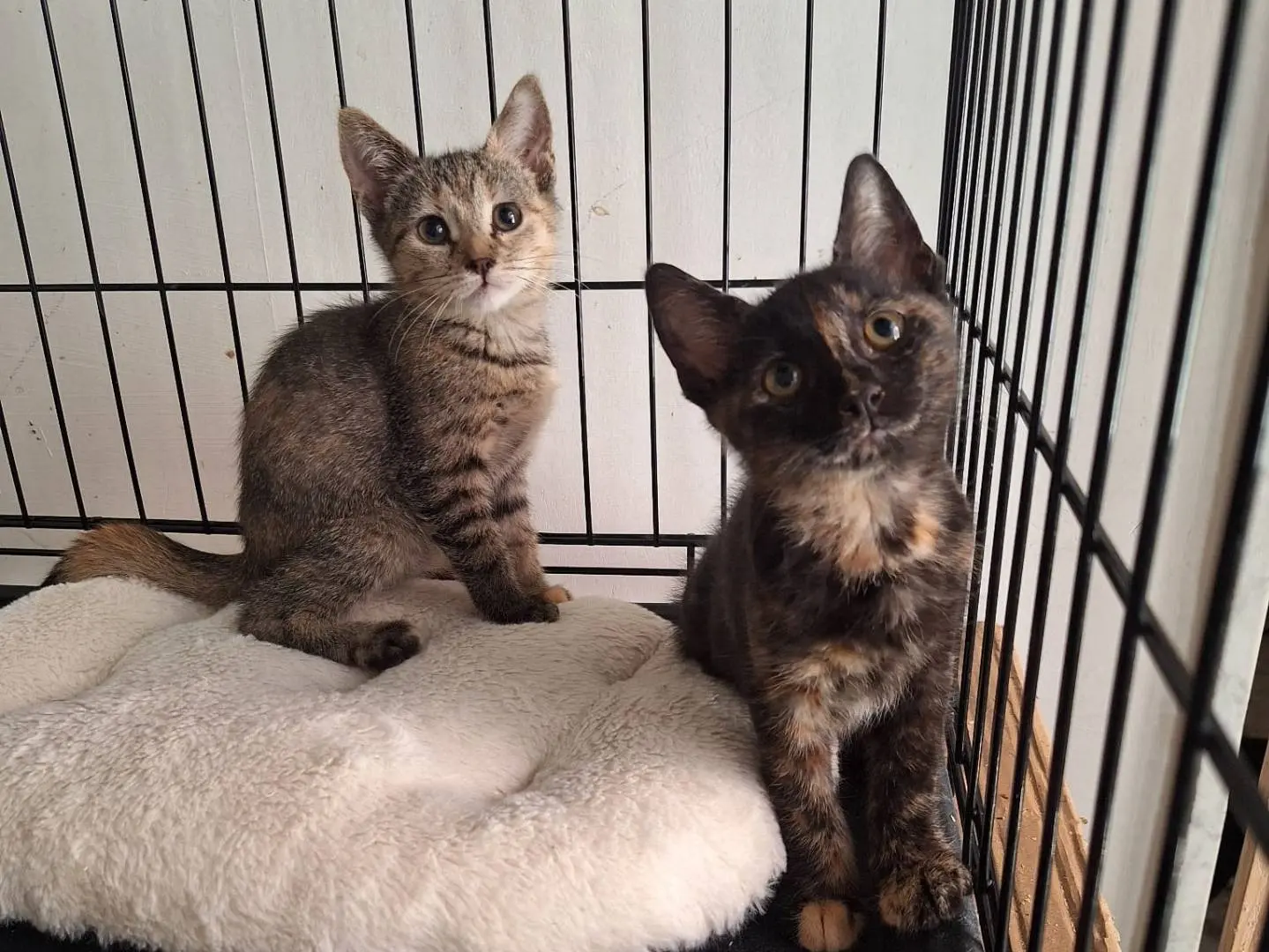 Adotta il gatto Moe e Punch a Varese