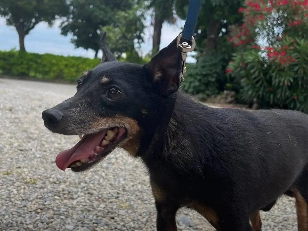 Adotta un cane, maschio, 11 anni e 9 mesi, Milano