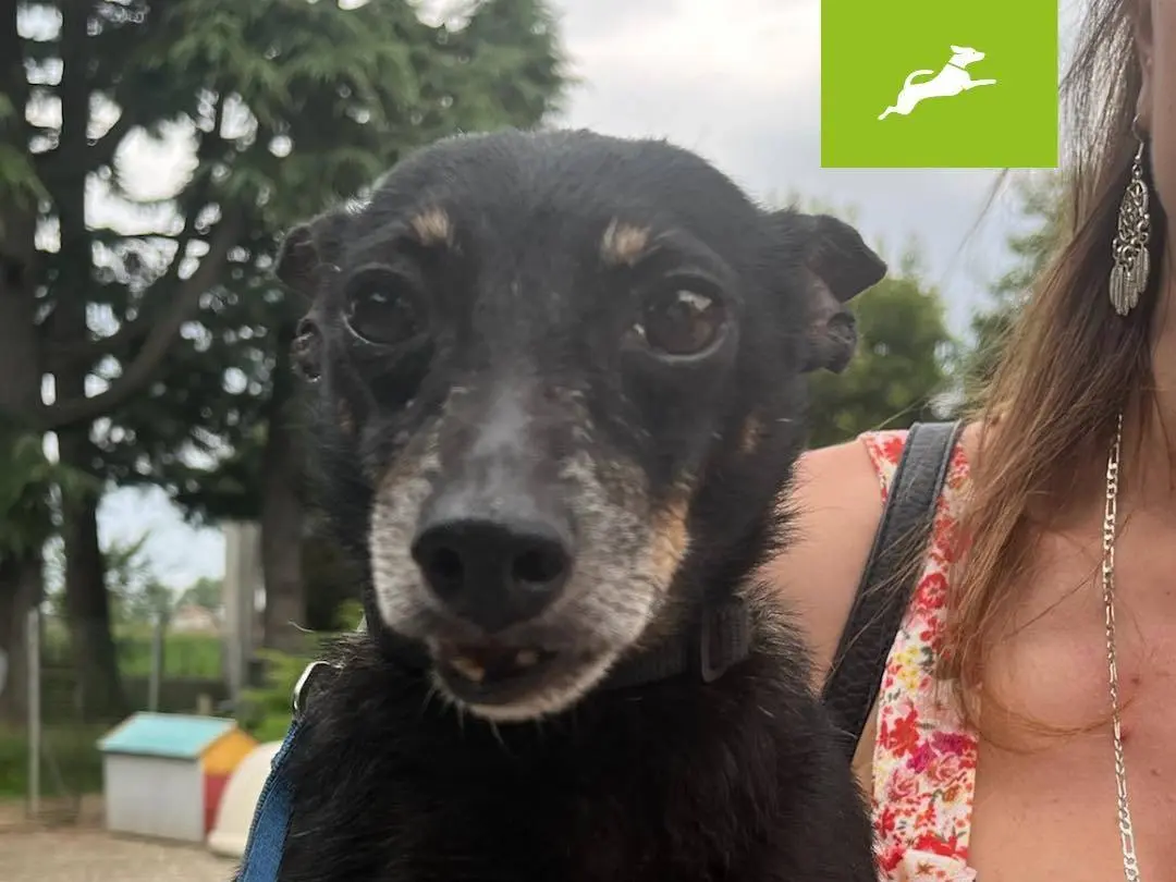 Adozione cane, maschio, Pinscher, 11 anni e 9 mesi, taglia piccola, Milano