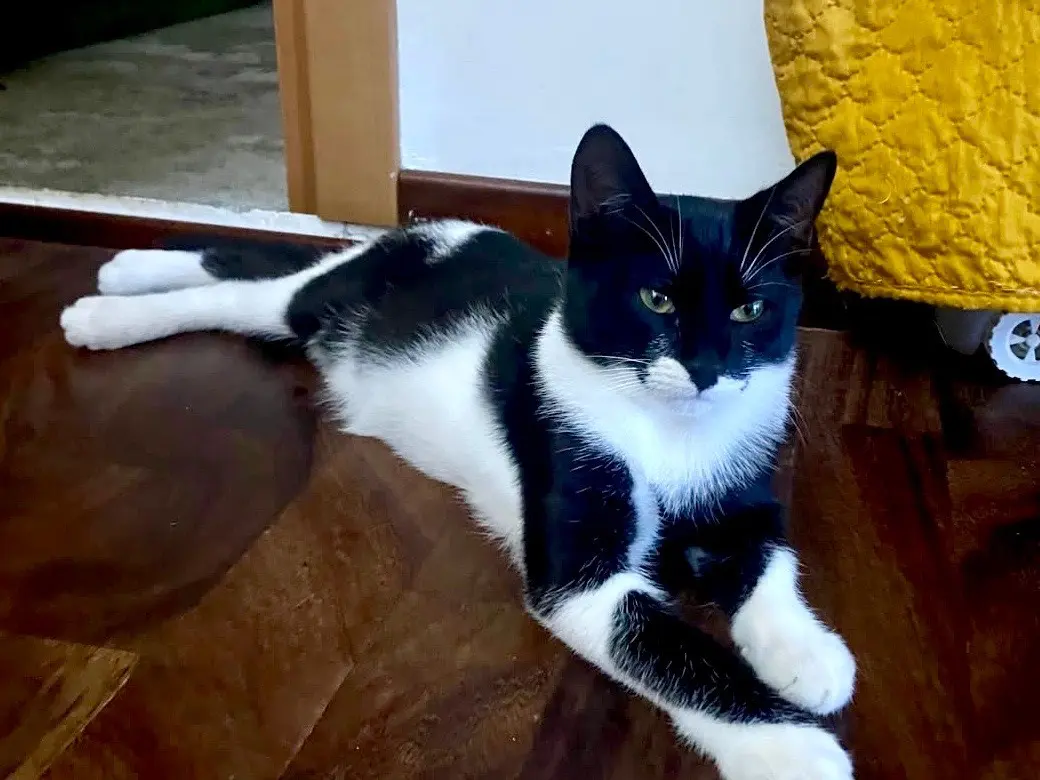 Adozione gatto, femmina, Razza sconosciuta Razza sconosciuta, 4 mesi, taglia non valida, Viterbo