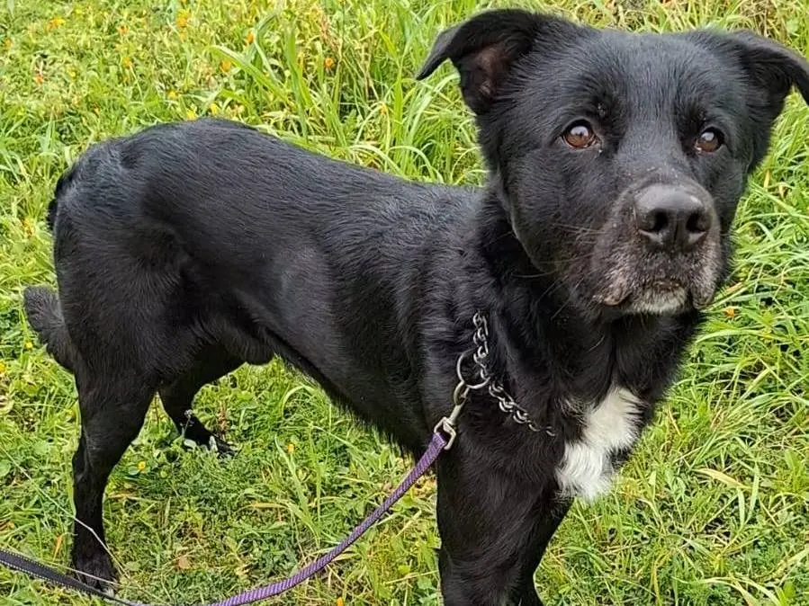 Adotta un cane, maschio, 5 anni e 6 mesi, Bari