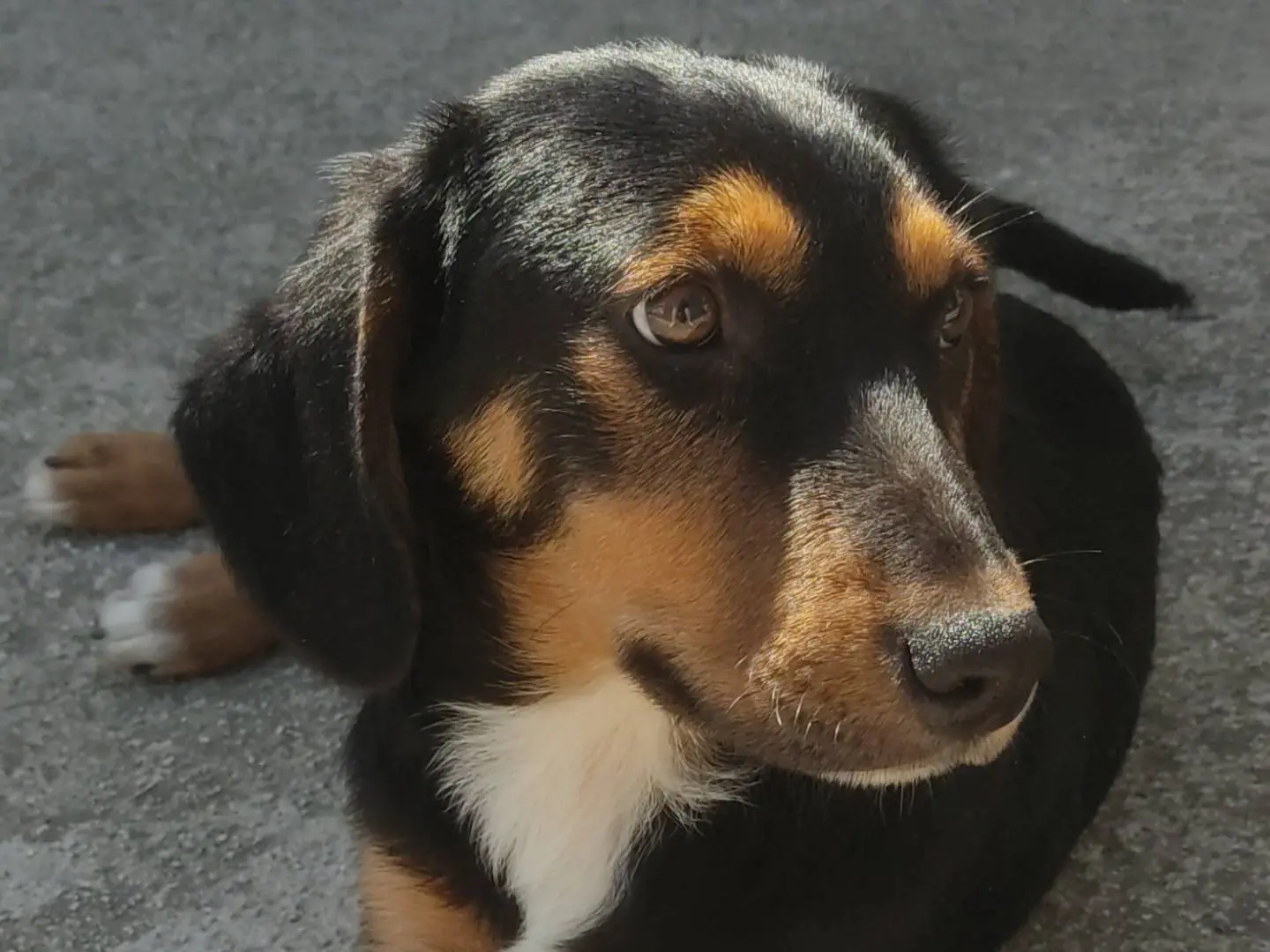 Adotta un cane, taglia media contenuta, maschio, Frosinone