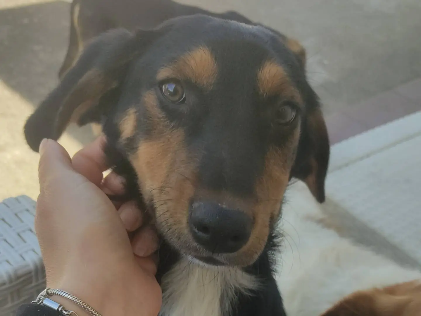 Adozione cane, maschio, meticcio, 2 anni e 11 mesi, taglia media contenuta, Frosinone