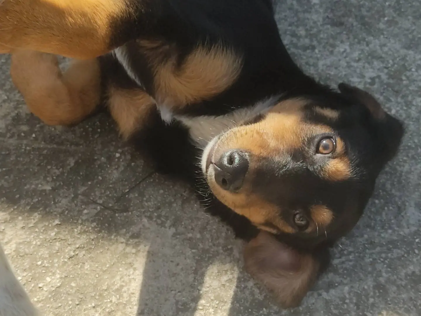 Adotta un cane, maschio, 2 anni e 11 mesi, Frosinone