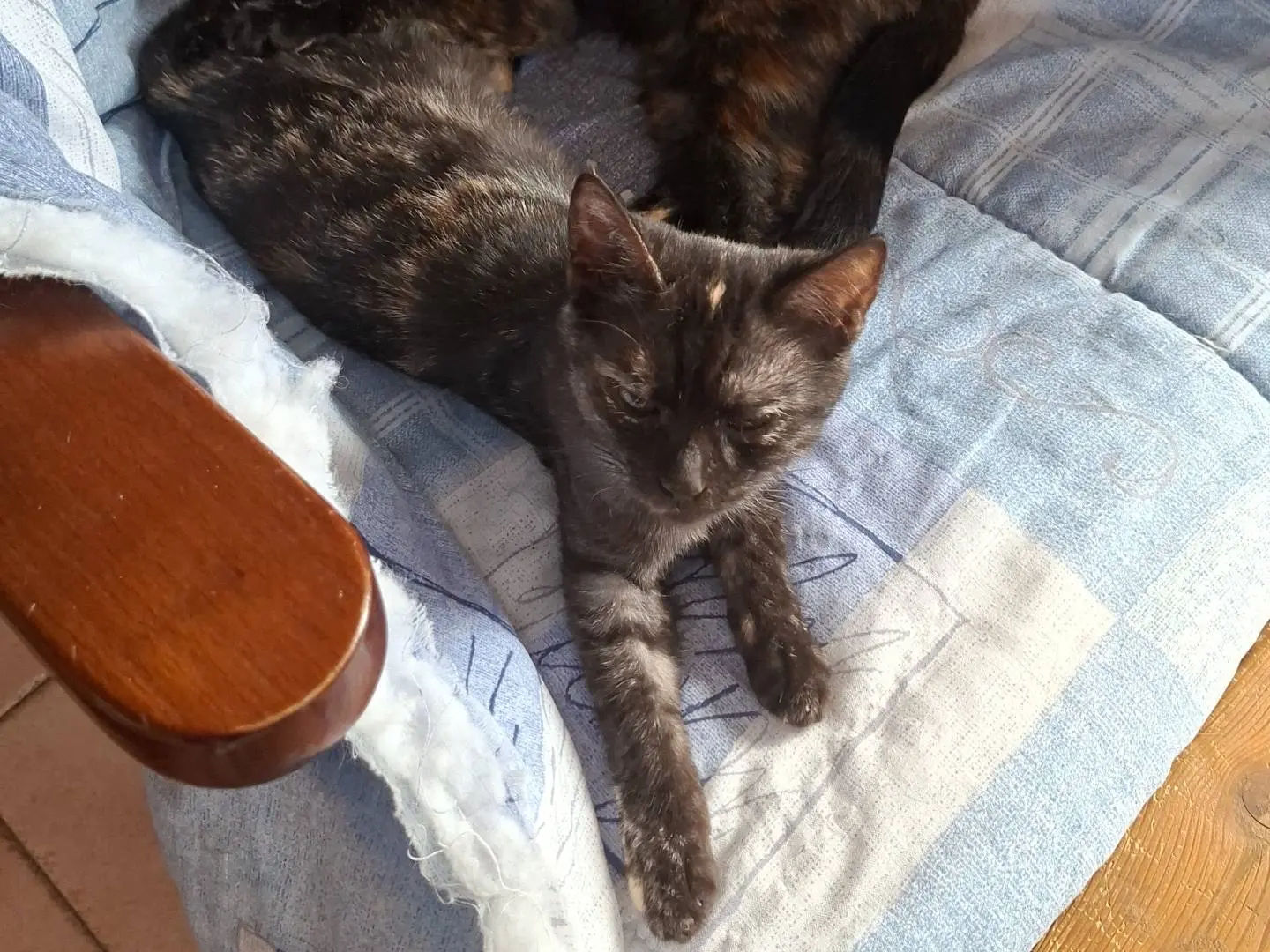 Adozione gatto, femmina, Razza sconosciuta Razza sconosciuta, 2 mesi, taglia non valida, Viterbo