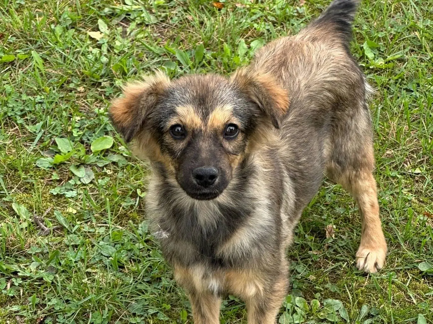 Adotta un cane, femmina, 3 mesi, Potenza