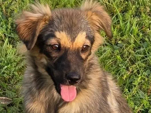 Adozione cane, femmina, Razza sconosciuta Razza sconosciuta, 3 mesi, taglia media contenuta, Potenza