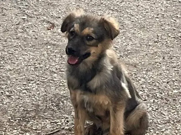 Adotta un cane, taglia media contenuta, femmina, Potenza