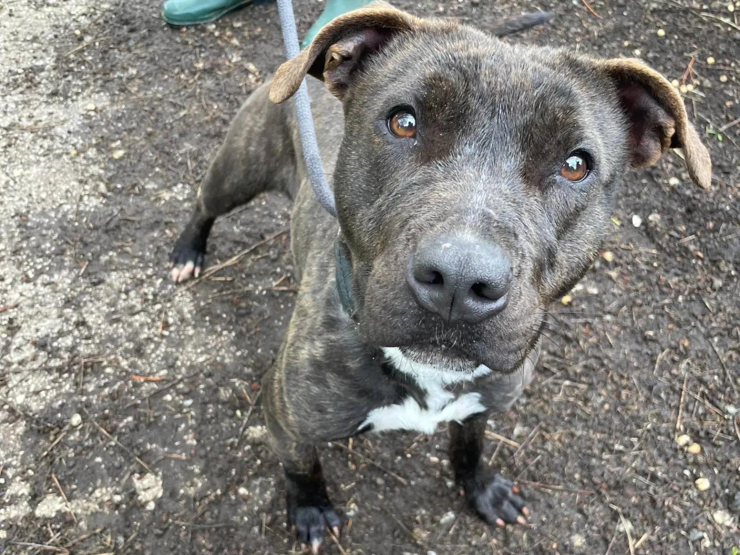 Adozione cane, femmina, Razza sconosciuta Razza sconosciuta, 4 anni e 7 mesi, taglia media, Latina