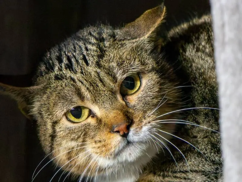 Adozione gatto, femmina, Razza sconosciuta Razza sconosciuta, 1 anno e 9 mesi, taglia non valida, Monza