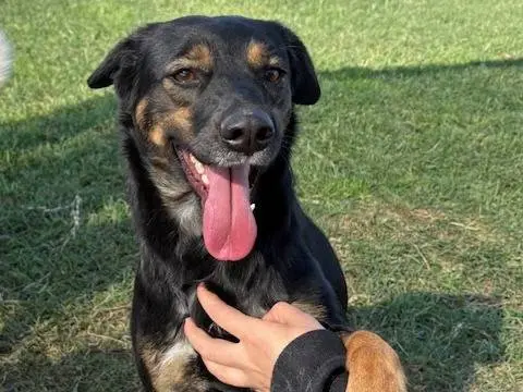 Adotta un cane, femmina, 2 anni e 9 mesi, Latina