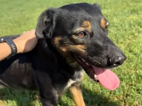 Adotta il cane Tac a Latina