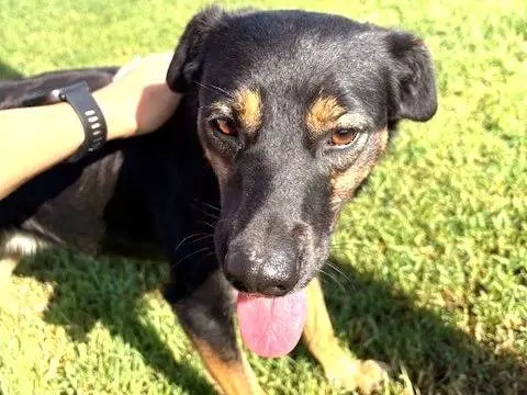 Vuoi adottare un cane a Latina?