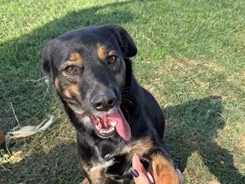 Adozione cane, femmina, Razza sconosciuta Razza sconosciuta, 2 anni e 9 mesi, taglia media contenuta, Latina