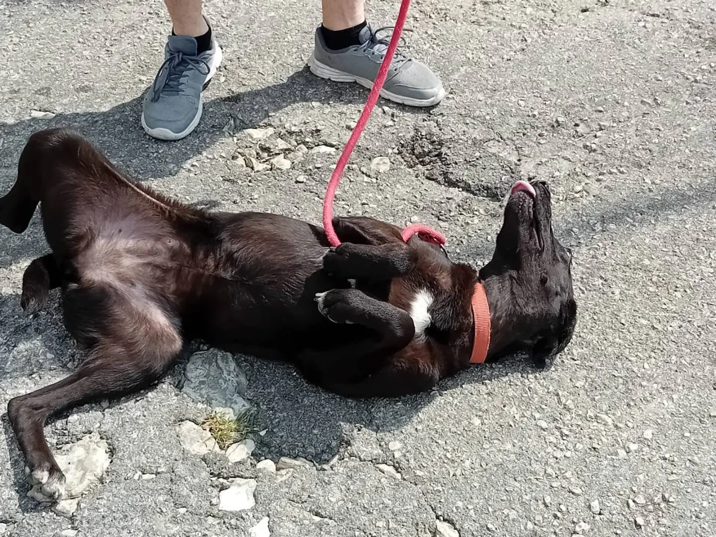 Vuoi adottare un cane a Milano?