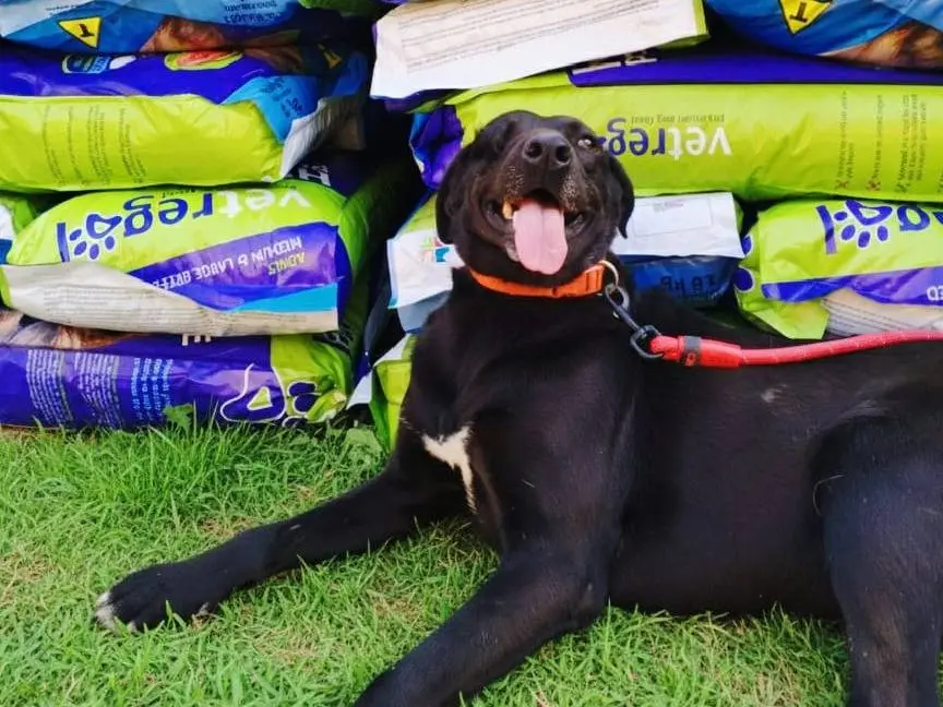 Adotta un cane, femmina, 2 anni e 4 mesi, Milano