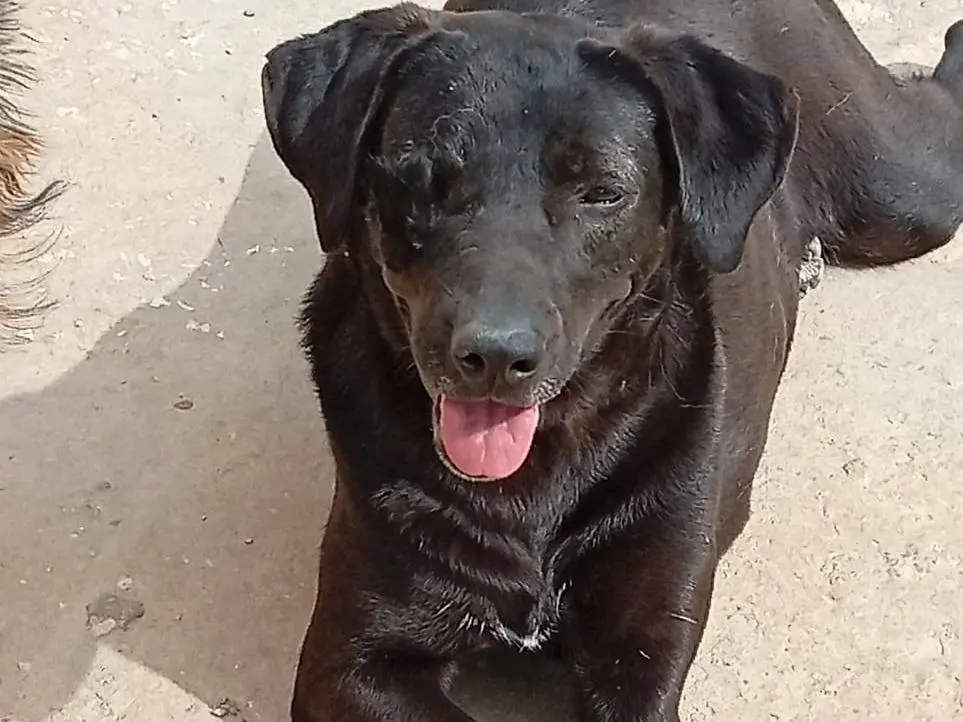 Adozione cane, femmina, Labrador Retriever Razza sconosciuta, 2 anni e 4 mesi, taglia media, Milano
