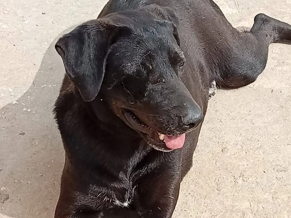 Adotta un cane, taglia media, femmina, Milano