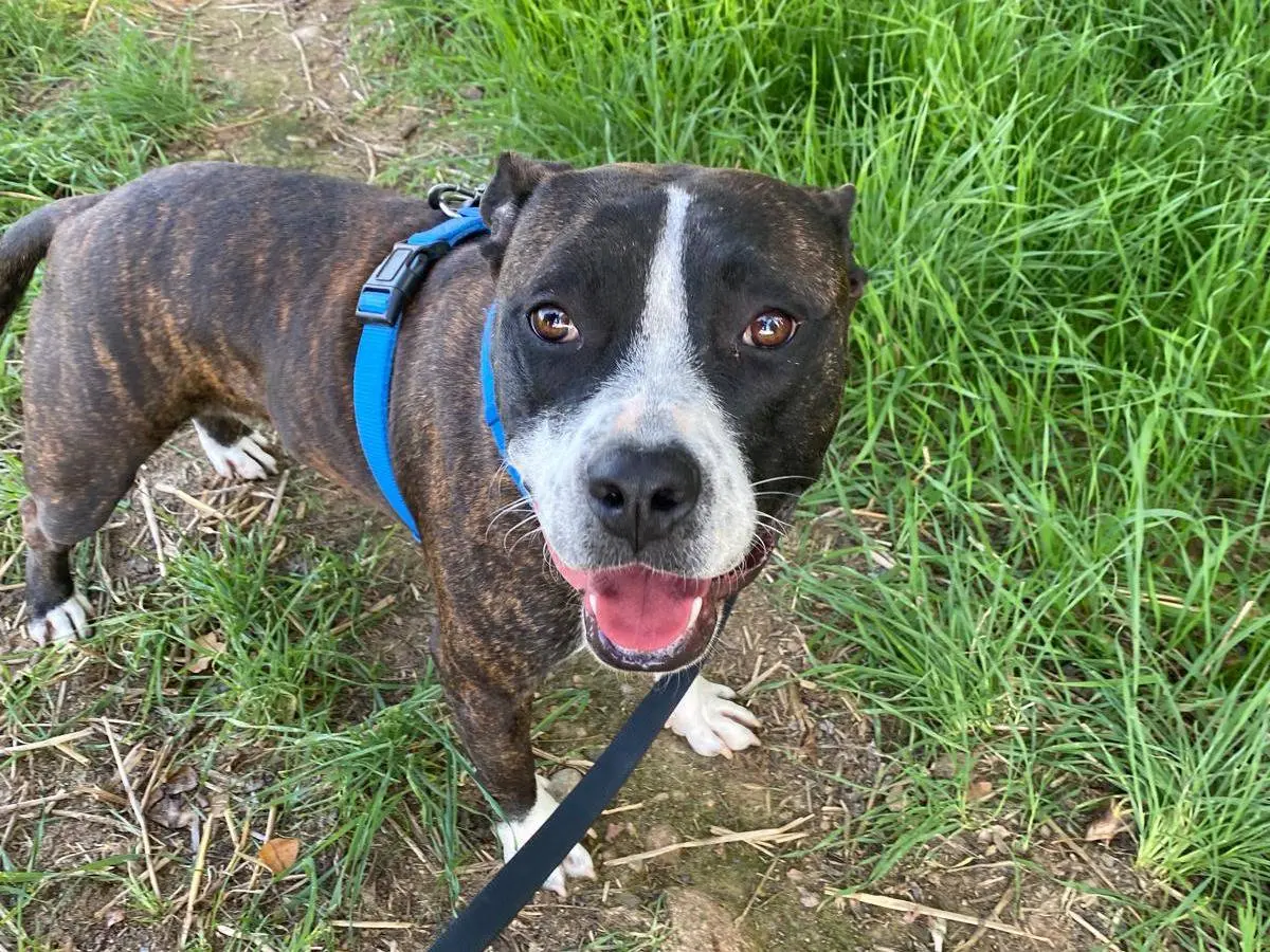 Adotta il cane Bea a Milano
