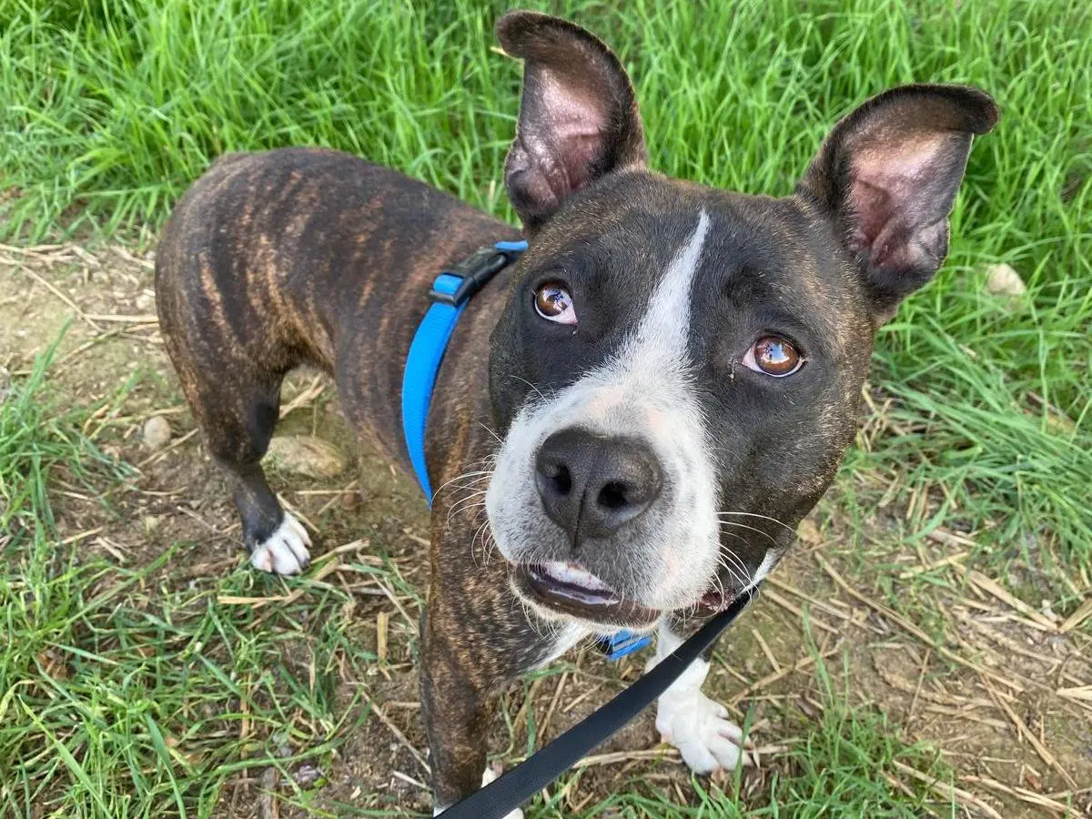 Adozione cane, femmina, Razza sconosciuta Razza sconosciuta, 1 anno e 1 mese, taglia media, Milano