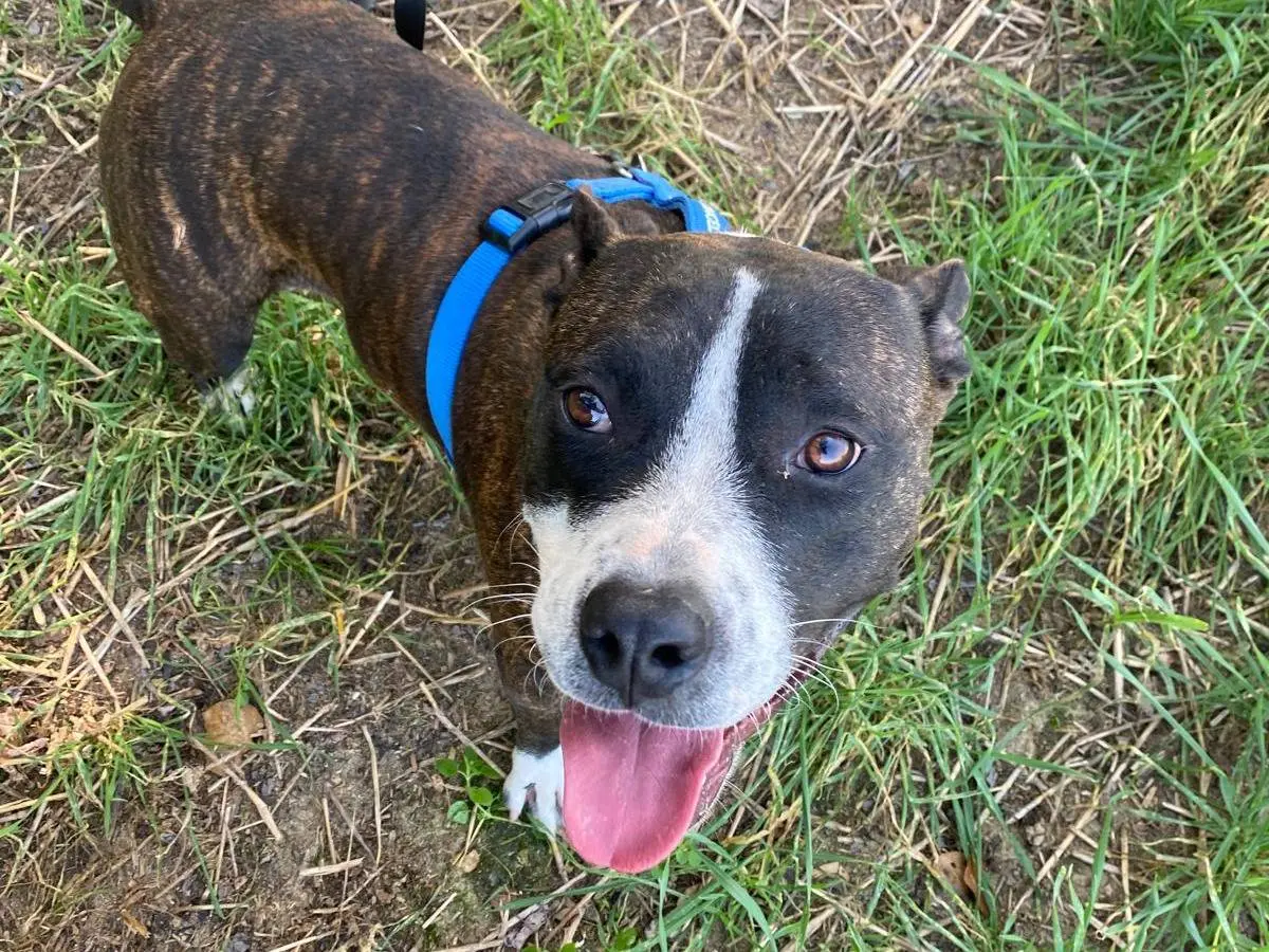 Adotta un cane, femmina, 1 anno e 1 mese, Milano